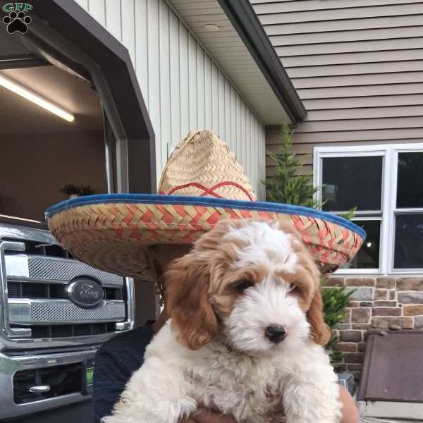 Sundae, Cavapoo Puppy